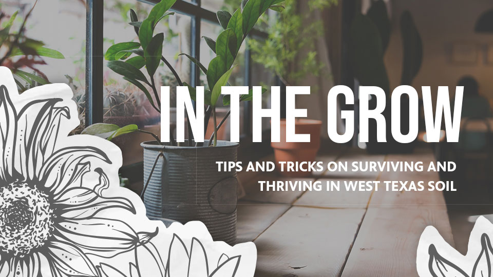 In The Grow. Tips and tricks on surviving and thriving in West Texas soil.