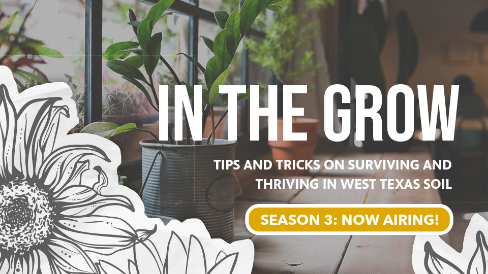 IN THE GROW - SEASON 3 NOW AIRING!